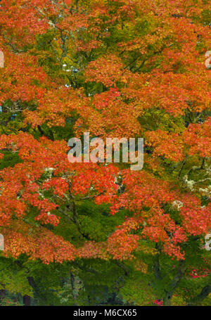 Herbst, japanische Ahorn, Mill Valley, Marin County, Kalifornien Stockfoto