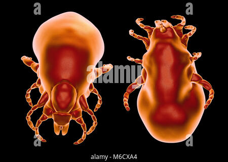 Lyme Krankheit tick.Computer Abbildung der weiblichen Ixodes ricinus Zecken, eine blutsaugende Parasiten des Menschen und der wichtigsten Vektor der Lyme Krankheit in Europa. Dieser Haken verwendet spezielle mundwerkzeuge der Haut des Host und halten Sie schnell zu durchbohren für mehrere Tage, während es mit Blut quillt, die Erhöhung im Gewicht von bis zu 200 Mal. Das Weibchen füttert nur dreimal in Ihrem Leben und können für die Jahre zwischen den Mahlzeiten überleben, verbringt die meiste Zeit in der Vegetation versteckt. Verpaarung erfolgt kurz vor ihrem endgültigen Mahlzeit, nach dem Sie auf den Boden tropfen und enthält Tausende von Eiern. Stockfoto