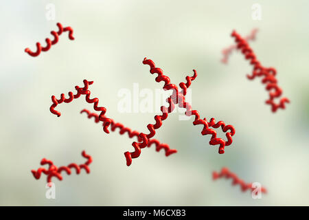 Treponema denticola Bakterien, computer Abbildung. Diese spirochaete Bakterium ist aus dem Mund eines Menschen mit Parodontitis, eine Störung der unterstützenden Gewebe um die Zähne. T. denticola tritt im Mund aller Primaten. Stockfoto