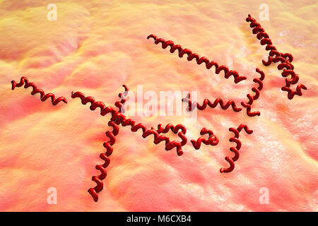 Treponema denticola Bakterien, computer Abbildung. Diese spirochaete Bakterium ist aus dem Mund eines Menschen mit Parodontitis, eine Störung der unterstützenden Gewebe um die Zähne. T. denticola tritt im Mund aller Primaten. Stockfoto