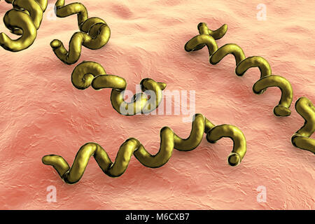 Computer Abbildung: spirochaete Bakterien Treponema pallidum, die Syphilis verursachen. Die Syphilis ist in der Regel sexuell übertragen, kann aber auch von einem infizierten schwangeren Frau auf ihr ungeborenes Kind (angeborener Syphilis). Die letzte der drei Stadien der Syphilis ist die Schwerste und können zu Schäden am Herzen verursachen, Blutgefäße, Gehirn und Rückenmark. Die Behandlung mit Penicillin Drogen ist wirksam, wenn während der frühen Phasen verabreicht. Stockfoto
