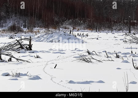 Tierische Spuren über ein Biber Teich im Winter. Stockfoto