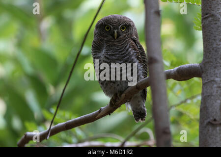 Dschungel owlet, der auf einem Baum im Wald Häufig sitzt auf einem winterlichen Bewölkter Tag Stockfoto