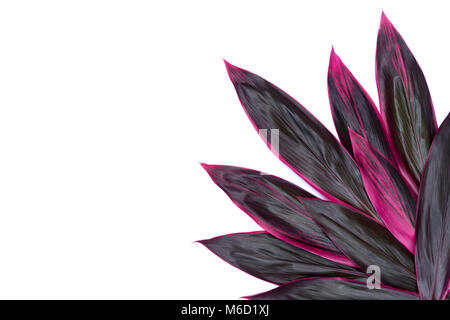 Cordyline Fruticosa - rote Blütenblätter - tropisch-exotischen Blumen, Cordyline Fruticosa auf weißem Hintergrund Stockfoto