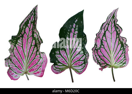 Caladium bicolor mit rosa Blatt und grünen Adern (Florida Schatz), Rosa Caladium Laub auf weißem Hintergrund, mit Freistellungspfad Stockfoto