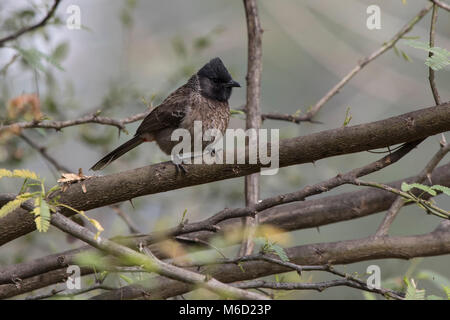 Red-vented bulbul, die auf einem trockenen Zweig von einem Baum an einem trüben Wintertag sitzt Stockfoto