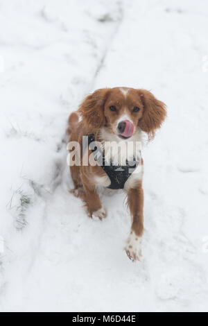 Gravesend, Vereinigtes Königreich. 2. März, 2018. Cockapoo Pip spielt im Schnee in Gravesend, Kent, wo es hat eine frische Schneedecke bei eisigen Temperaturen. Rob Powell/Alamy leben Nachrichten Stockfoto