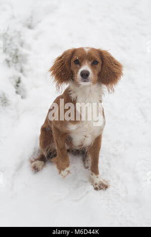 Gravesend, Vereinigtes Königreich. 2. März, 2018. Cockapoo Pip spielt im Schnee in Gravesend, Kent, wo es hat eine frische Schneedecke bei eisigen Temperaturen. Rob Powell/Alamy leben Nachrichten Stockfoto