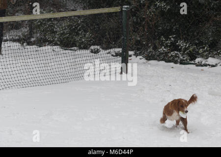 Gravesend, Vereinigtes Königreich. 2. März, 2018. Cockapoo Pip spielt im Schnee in Gravesend, Kent, wo es hat eine frische Schneedecke bei eisigen Temperaturen. Rob Powell/Alamy leben Nachrichten Stockfoto