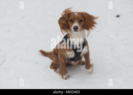 Gravesend, Vereinigtes Königreich. 2. März, 2018. Cockapoo Pip spielt im Schnee in Gravesend, Kent, wo es hat eine frische Schneedecke bei eisigen Temperaturen. Rob Powell/Alamy leben Nachrichten Stockfoto