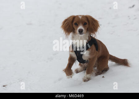 Gravesend, Vereinigtes Königreich. 2. März, 2018. Cockapoo Pip spielt im Schnee in Gravesend, Kent, wo es hat eine frische Schneedecke bei eisigen Temperaturen. Rob Powell/Alamy leben Nachrichten Stockfoto