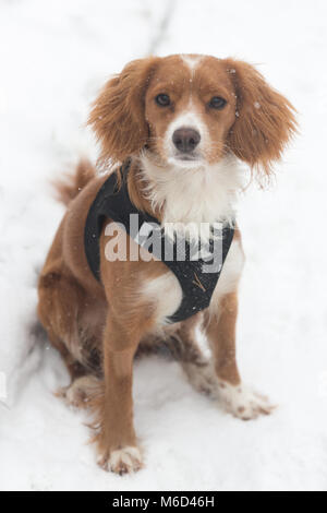 Gravesend, Vereinigtes Königreich. 2. März, 2018. Cockapoo Pip spielt im Schnee in Gravesend, Kent, wo es hat eine frische Schneedecke bei eisigen Temperaturen. Rob Powell/Alamy leben Nachrichten Stockfoto