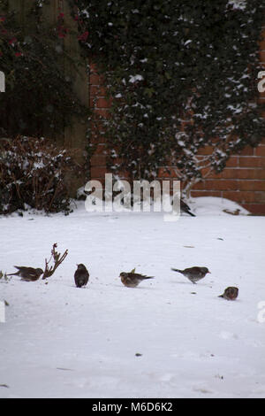 Hook Norton, Oxfordshire, UK. 2. März, 2018. Wacholderdrossel Vögel auf der Suche nach Essen Kredit Melvin Grün/Alamy leben Nachrichten Stockfoto