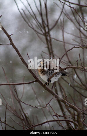 Hook Norton, Oxfordshire, UK. 2. März, 2018. Wacholderdrossel Vogel im Baum Credit Melvin Grün/Alamy leben Nachrichten Stockfoto