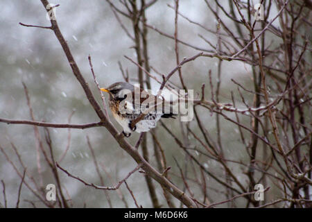 Hook Norton, Oxfordshire, UK. 2. März, 2018. Wacholderdrossel Vogel im Baum Credit Melvin Grün/Alamy leben Nachrichten Stockfoto