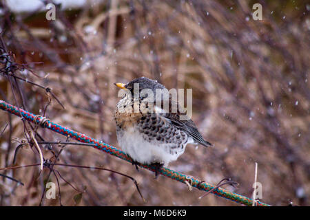 Hook Norton, Oxfordshire, UK. 2. März, 2018. Wacholderdrossel Vogel warten auf Sie Beeren mit Schnee Landung auf Head Credit Melvin Grün/Alamy leben Nachrichten Stockfoto