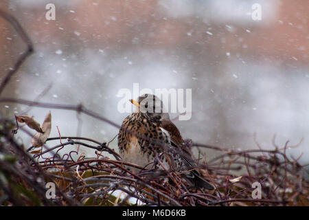 Hook Norton, Oxfordshire, UK. 2. März, 2018. Wacholderdrossel Vogel auf Hedge mit Schnee Sturm hinter Credit Melvin Grün/Alamy leben Nachrichten Stockfoto