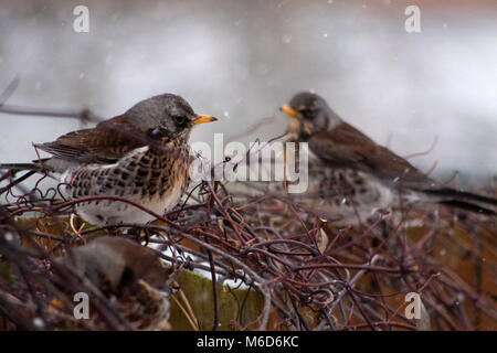 Hook Norton, Oxfordshire, UK. 2. März, 2018. Wacholderdrossel Vögel wartet auf den Berry Bush Credit Melvin Grün/Alamy leben Nachrichten Stockfoto