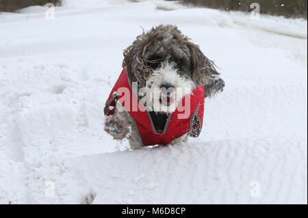 Peterborough, März 2018. Cookie die cockapoo Hund ist nicht von den schlechten Wetterbedingungen, als sie im tiefen Schnee in Peterborough, Cambridgeshire spielt. Cockapoo Hund im Schnee, Peterborough, am 2. März 2018. Credit: Paul Marriott/Alamy leben Nachrichten Stockfoto