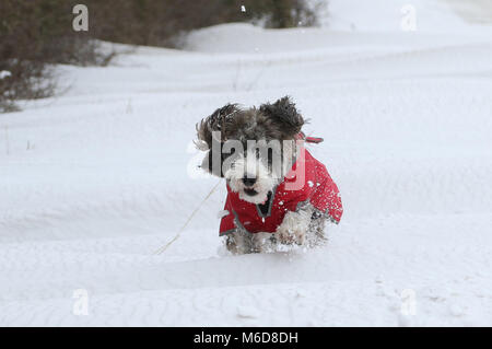 Peterborough, März 2018. Cookie die cockapoo Hund ist nicht von den schlechten Wetterbedingungen, als sie im tiefen Schnee in Peterborough, Cambridgeshire spielt. Cockapoo Hund im Schnee, Peterborough, am 2. März 2018. Credit: Paul Marriott/Alamy leben Nachrichten Stockfoto