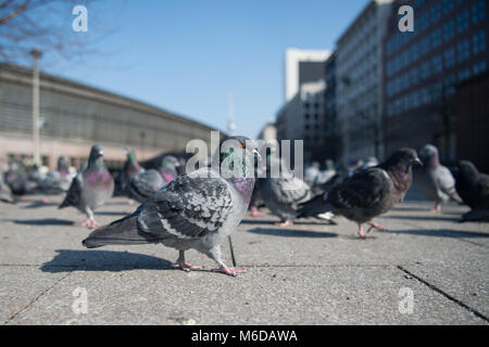 02 März 2018, Deutschland, Berlin: Tauben Suchen nach Nahrung auf dem Vorplatz des Bahnhof Friedrichstraße. Foto: Arne Bänsch/dpa/ZB Stockfoto