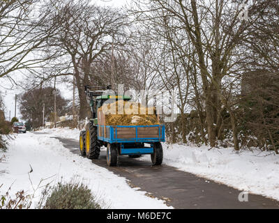 East Lothian, Schottland, Vereinigtes Königreich, 3. März 2018. UK Wetter: ein Feldweg geräumt Schnee Nach der extremen arktischen Wetter event Spitznamen "das Tier aus dem Osten". Ein Bauer liefert Heu zu seinen Tieren in einem kleinen Traktor Stockfoto