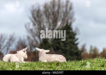 Zwei Lämmer zusammen liegend auf der Wiese mit Bäumen im Hintergrund Stockfoto