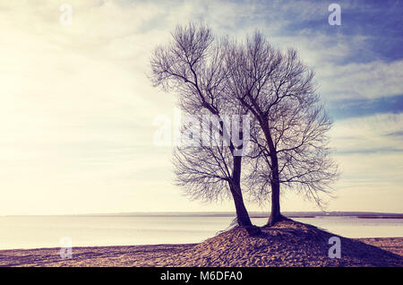 Twin Trees an einem Flussufer bei Sonnenuntergang, Farbe getonte Bild. Stockfoto