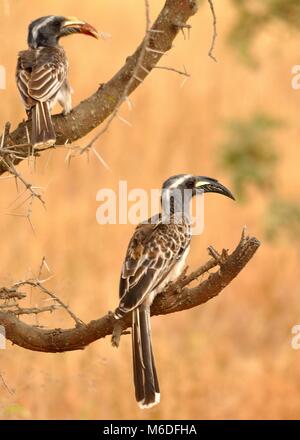 Ein Paar von African Grey Hornbil (Tockus nasutus), das in einem Baum thront. Eine davon hat eine Heuschrecke gefangen. Aufgenommen in der Serengeti, Tansania. Stockfoto