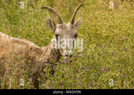 Ein bighorn Ewe Schlemmen auf Blumen Stockfoto