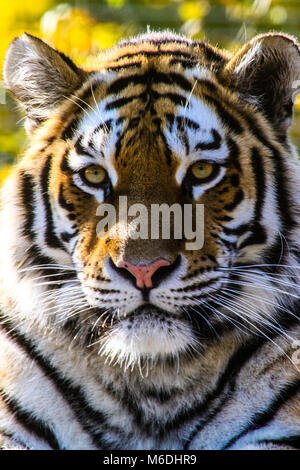 Tiger in Wien Zoo Schönbrunn Stockfoto