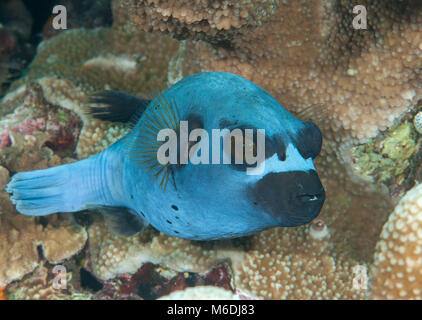 Blackspotted Puffer (Arothron nigropunctatus) Schwimmen über Korallenriff von Bali, Indonesien Stockfoto