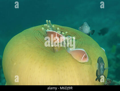 Rosa Stinktier Clownfisch (Amphiprion perideraion) und riffbarsche Tanzen in seeanemone Tentakel, Bali Stockfoto