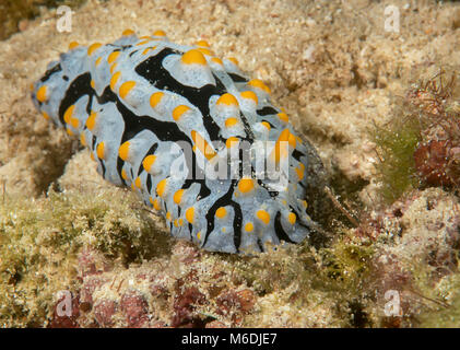 Phyllidia varicosa Nacktschnecke kriecht über den Meeresboden von Bali, Weitwinkel- Stockfoto