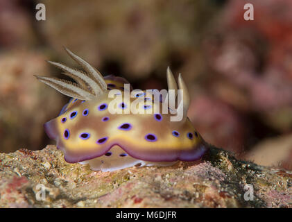 Die kune Chromodoris (Chromodoris Kuniei) Nacktschnecke kriecht auf Korallenriff von Bali, Indonesien Stockfoto