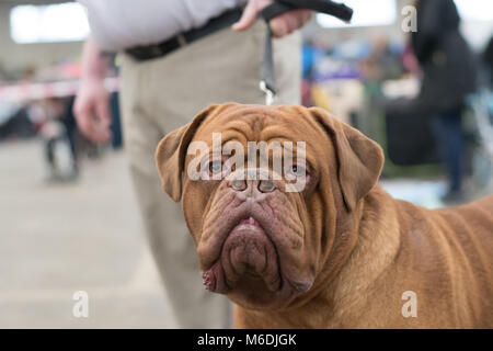 de Bordeaux Dogge Stockfoto