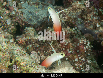 Zwei Fire Dartfish (nemateleotris Magnifica) Synchronschwimmen über Korallen von Bali Stockfoto