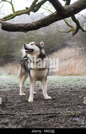 Alaskan Malamute im Freien Stockfoto