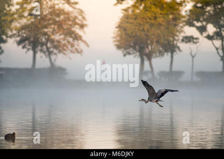 Epische Graureiher Schuß Stockfoto