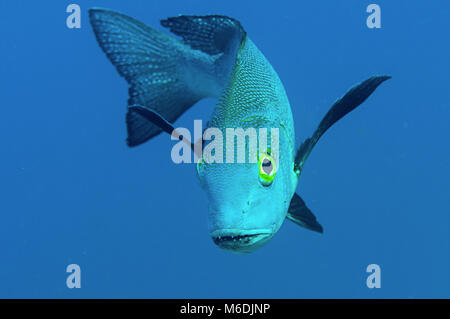 Midnight snapper (macolor macularis) Eröffnung der Mund bei der Reinigung von Bali, Indonesien Stockfoto