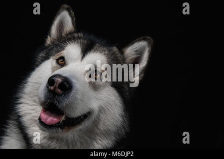 Alaskan Malamute Studio Black Hintergrund Stockfoto