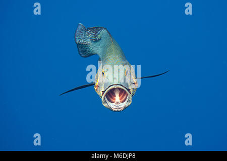 Midnight snapper (macolor macularis) Eröffnung der Mund bei der Reinigung von Bali, Indonesien Stockfoto