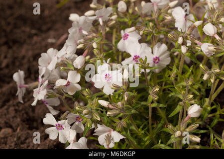 'Amazing Grace' kriechenden Phlox, Mossflox (Phlox subulata) Stockfoto