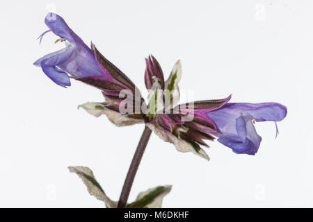 'Tricolor', Kryddsalvia gemeinsamen Salbei (Salvia officinalis) Stockfoto