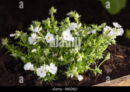 'Maischnee' kriechenden Phlox, Mossflox (Phlox subulata) Stockfoto