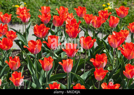 'Amazone' Triumph Tulpe, Triumftulpan (Tulipa gesneriana) Stockfoto