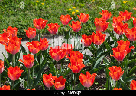 'Amazone' Triumph Tulpe, Triumftulpan (Tulipa gesneriana) Stockfoto