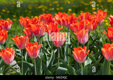 'Amazone' Triumph Tulpe, Triumftulpan (Tulipa gesneriana) Stockfoto