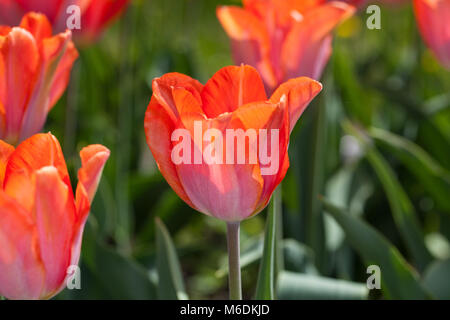 'Amazone' Triumph Tulpe, Triumftulpan (Tulipa gesneriana) Stockfoto