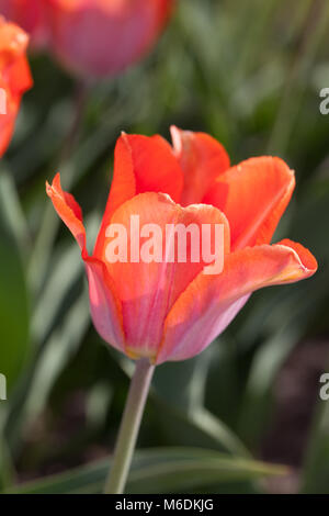 'Amazone' Triumph Tulpe, Triumftulpan (Tulipa gesneriana) Stockfoto